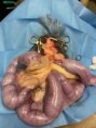 Pyometra-snad nejčastější zákrok v naší ordinaci.
